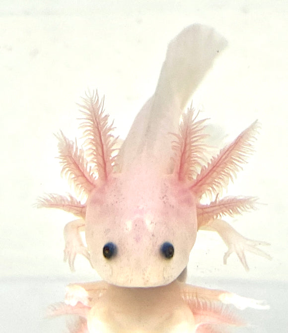 Clean Lucy Leucistic Baby 10 Ivy S Axolotls Quality Pet Axolotls Since 18