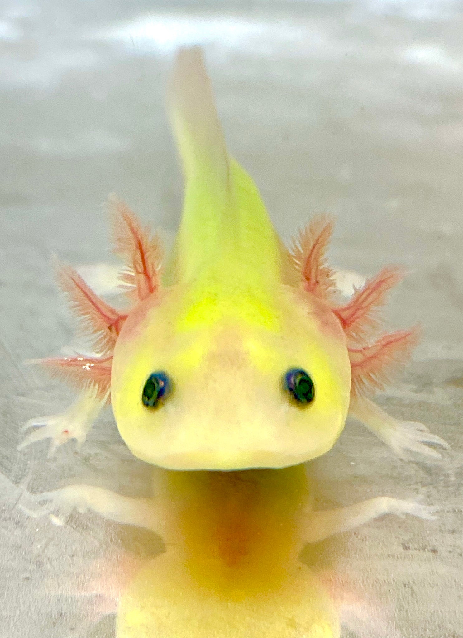 Super Highlight Gfp Leucistic Lucy 6 Ivy S Axolotls Quality Pet Axolotls Since 18