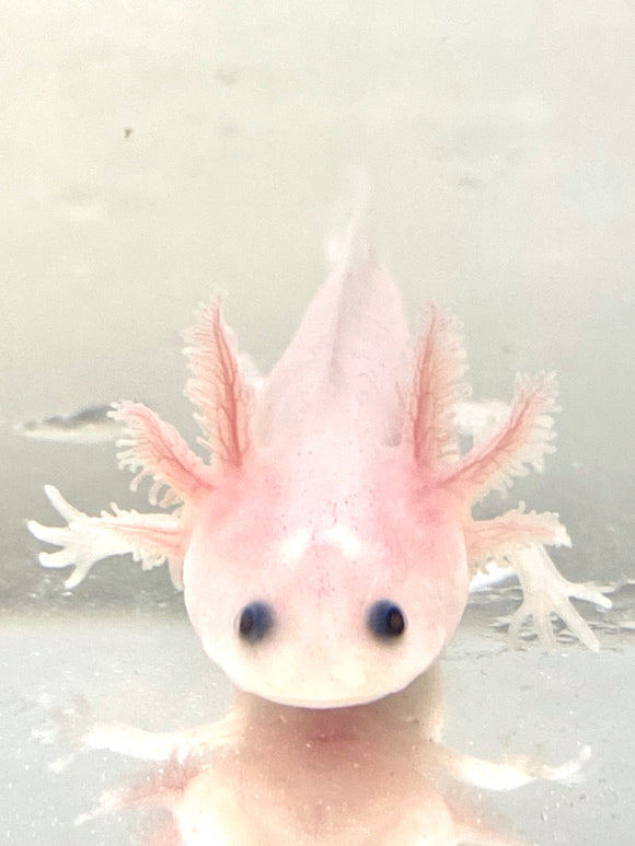 Clean Lucy Leucistic Baby 24 Ivy S Axolotls Quality Pet Axolotls Since 18