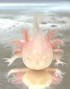 White Albino Baby 2 Ivy S Axolotls Quality Pet Axolotls Since 18