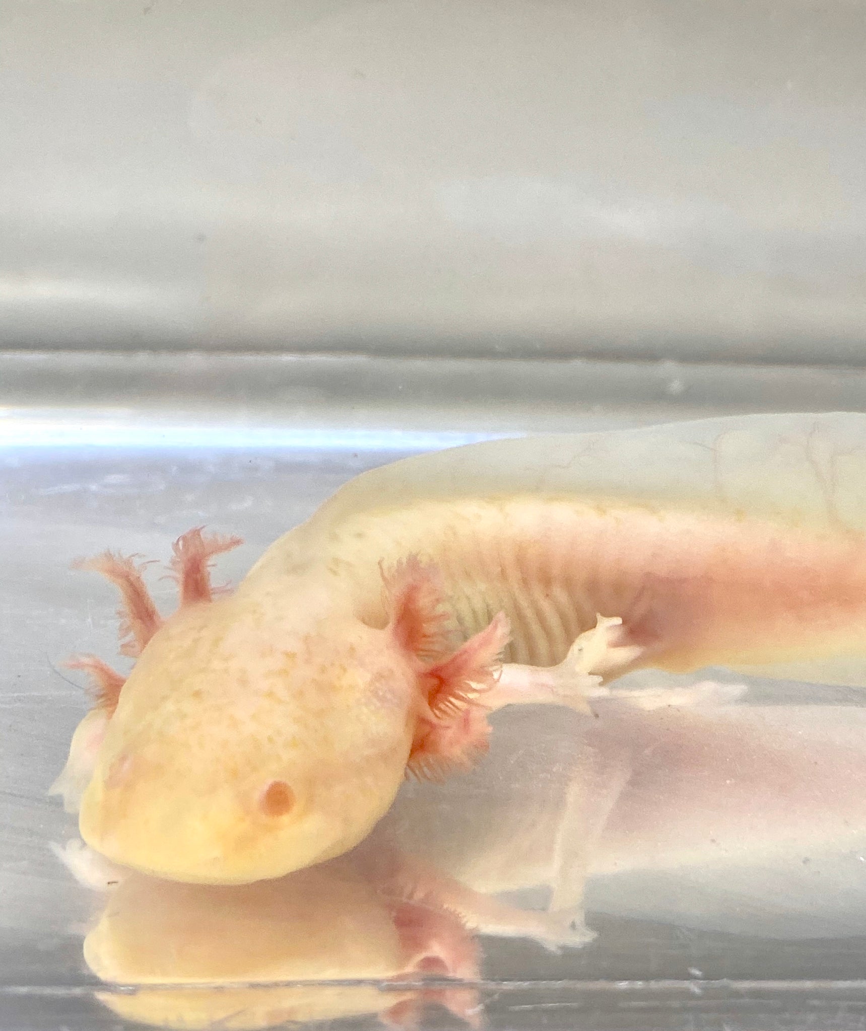 Albums 95+ Images how much is a yellow axolotl? Stunning