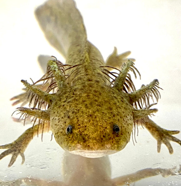 Buy Live Quality Pet Axolotls Online Page 3 Ivysaxolotls