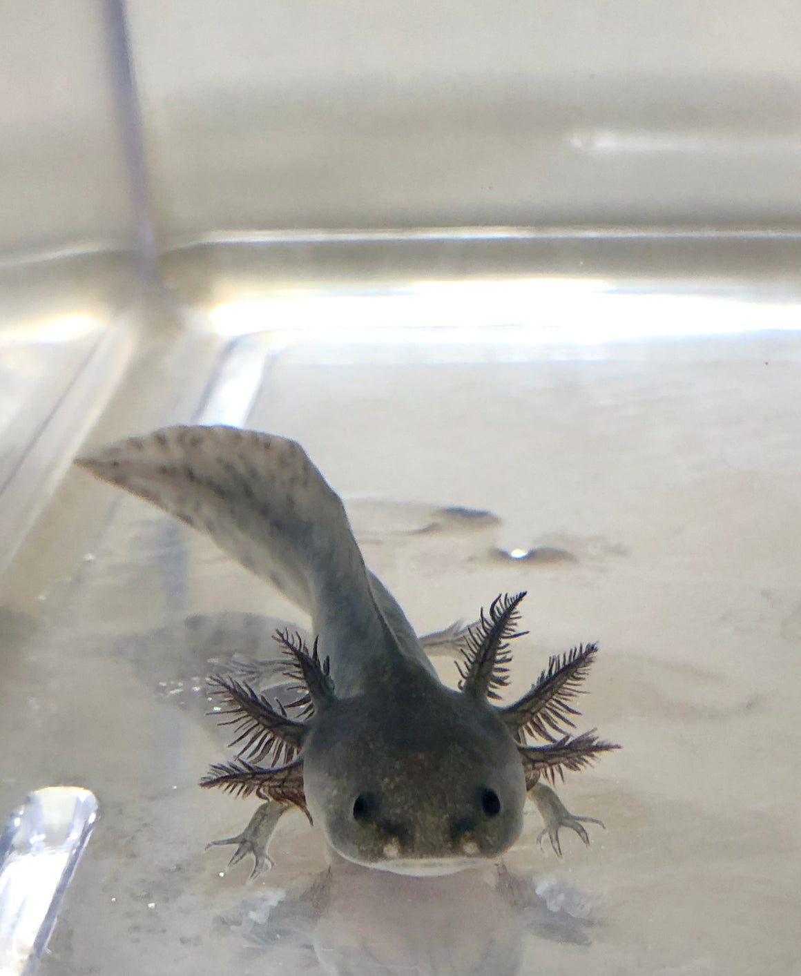 melanoid axolotl colors