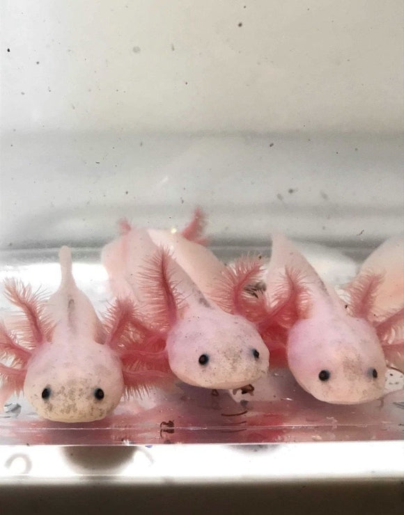 Ivy S Choice Pink Lucy Baby With Fluffy Gills 2 5 4 Inches New Late Ivy S Axolotls Quality Pet Axolotls Since 18
