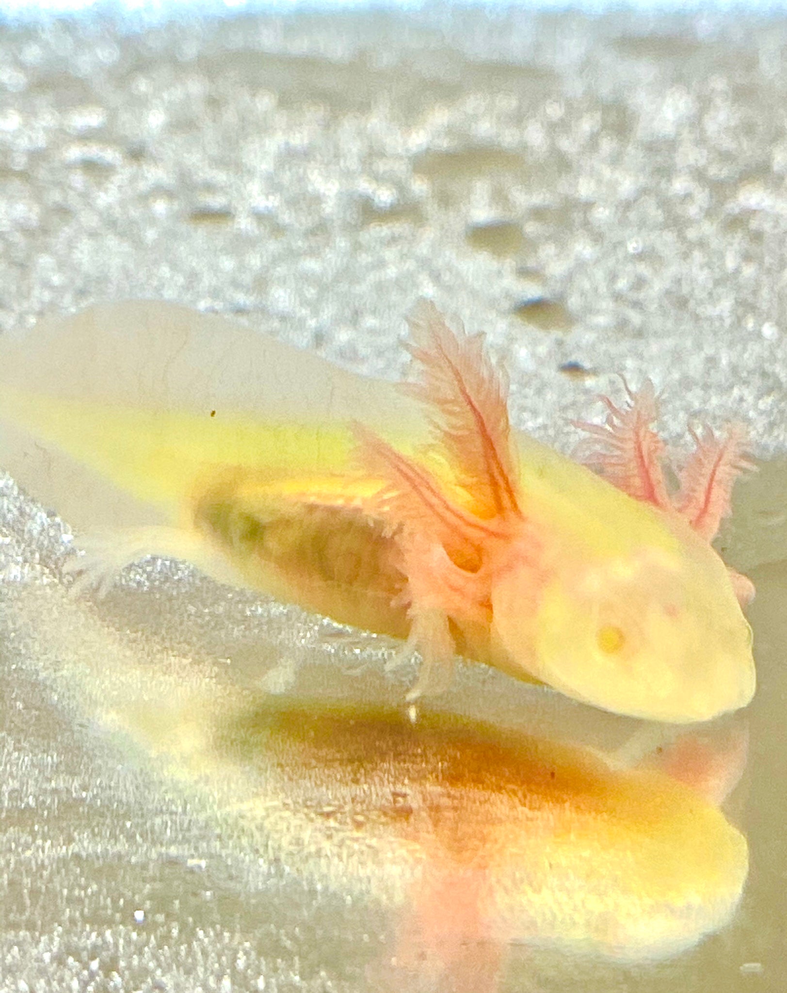 Special Needs Baby Gfp Albino Axolotl Read Special Disclaimer Pet Ivy S Axolotls Quality Pet Axolotls Since 18