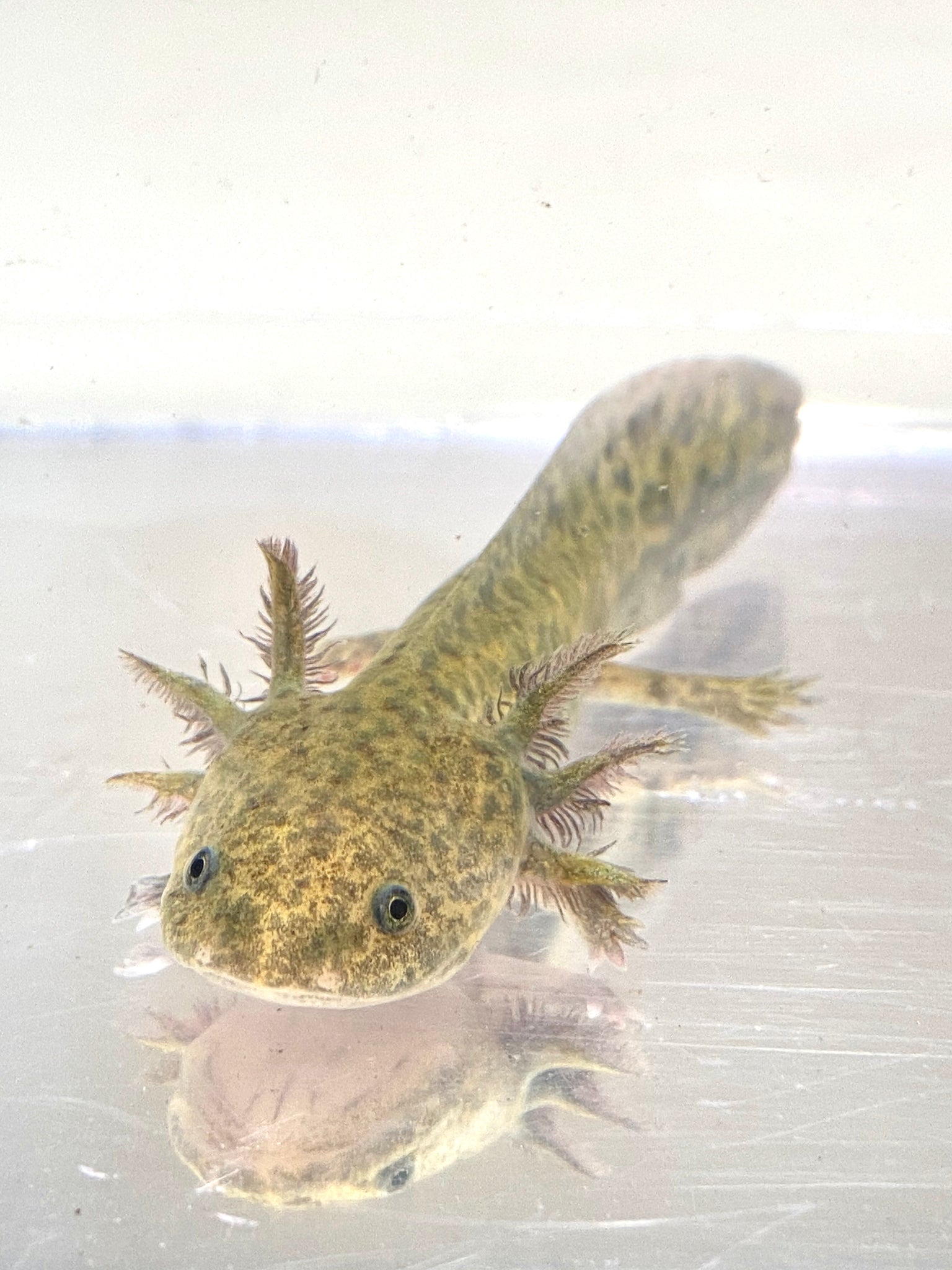 Wild Type Baby Axolotl 1 Ivy S Axolotls Quality Pet Axolotls Since 18