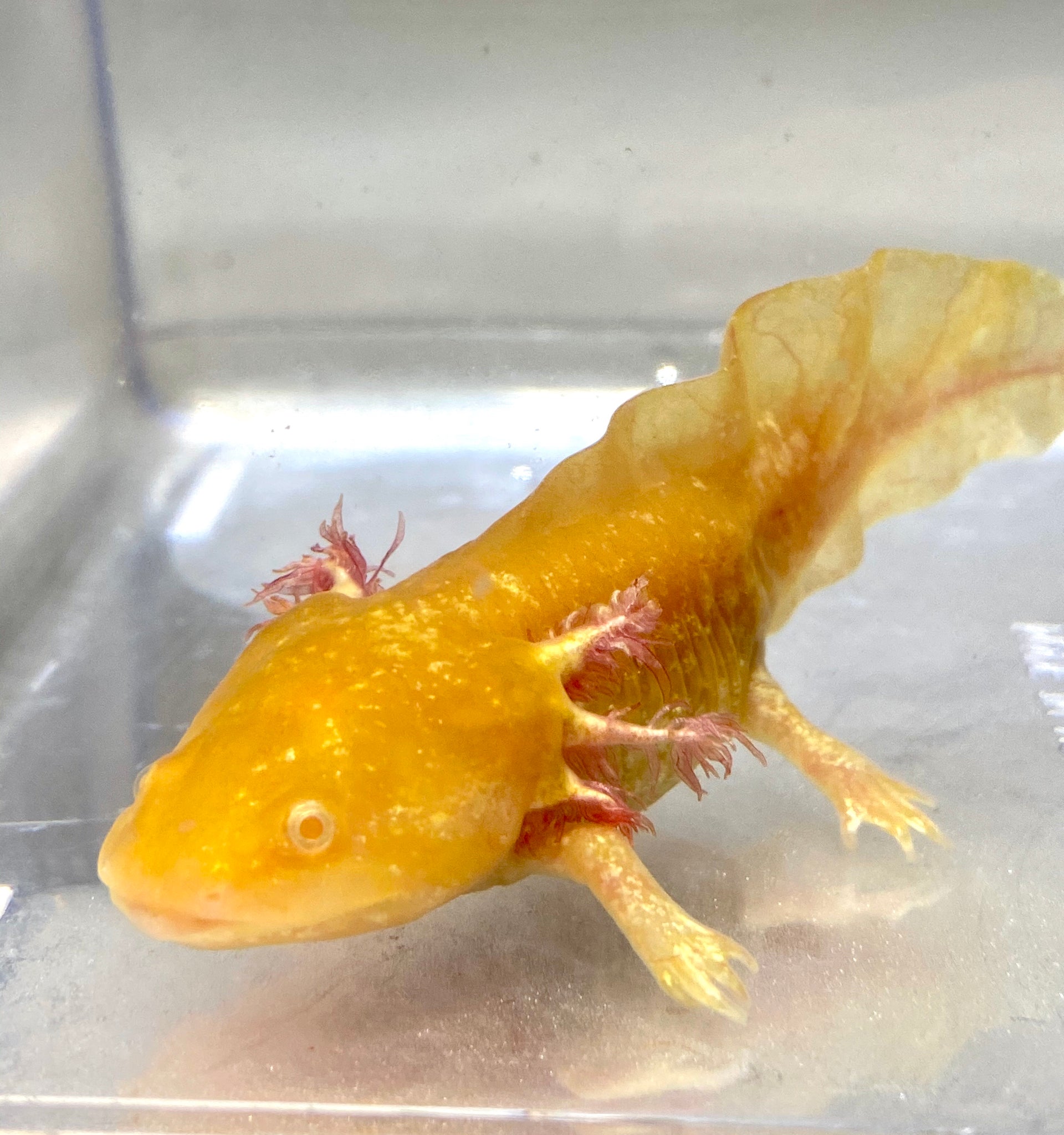 High Iridophore Dwarf Golden Axolotl 2 Read Special Disclaimer Ivy