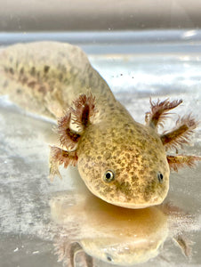 Wild Type Sub Adult Axolotl 3 Ivy S Axolotls Quality Pet Axolotls Since 18