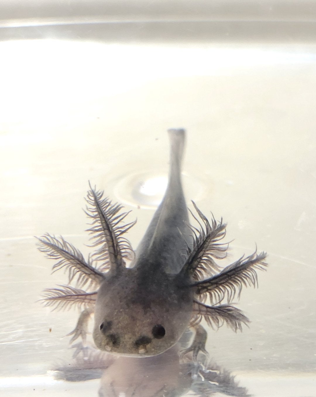 Ivy's Choice Lavender Melanoid baby with Fluffy Gills! (2.5-4inches) LIMITED STOCK!