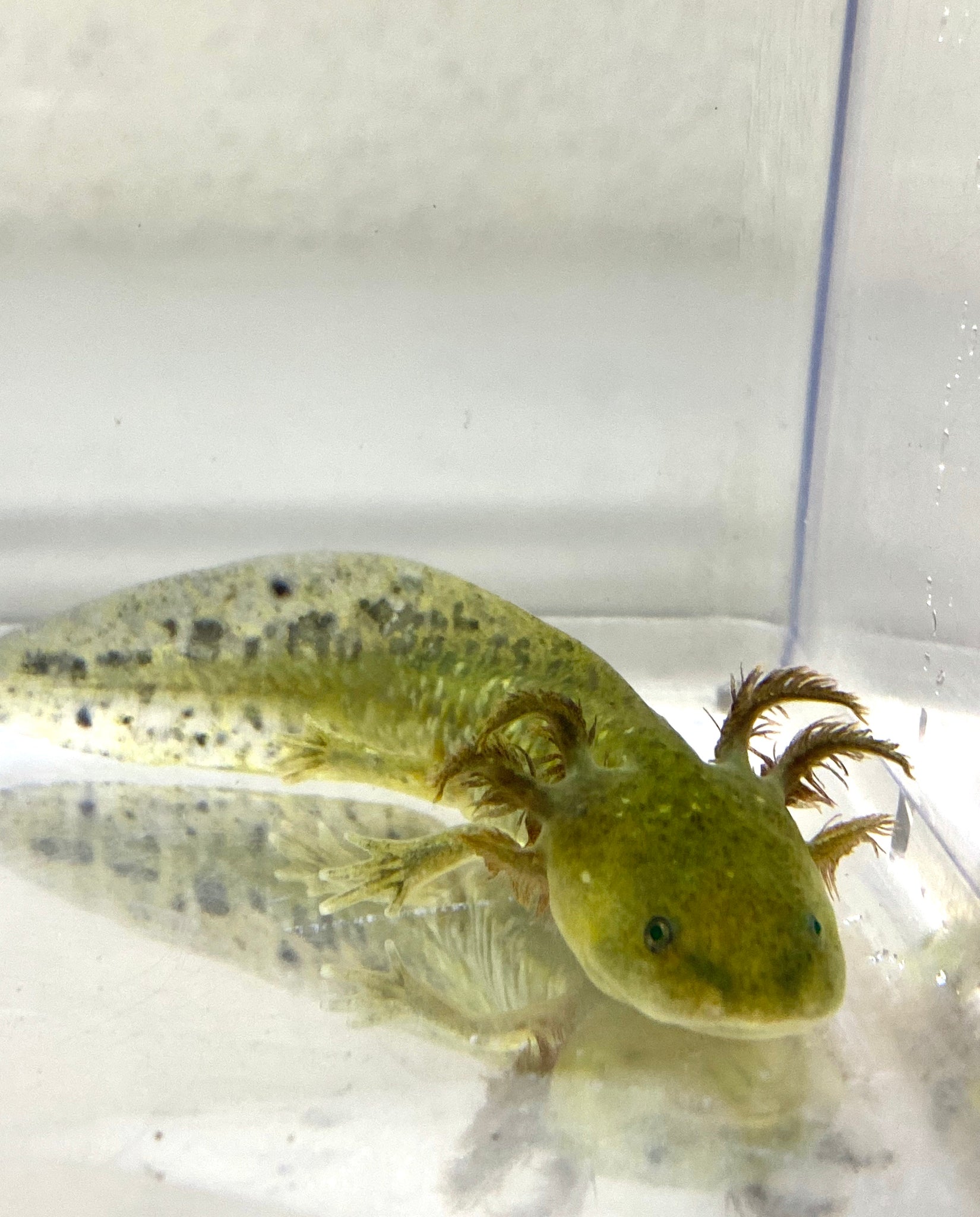 High Irridophore Green Wild Type Baby Axolotl 2 Ivy S Axolotls Quality Pet Axolotls Since 18