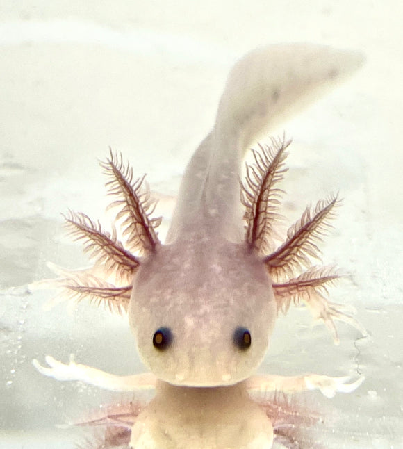 Bronzed Copper Melanoid Baby 5 Rare Online Exclusive Ivy S Axolotls Quality Pet Axolotls Since 18