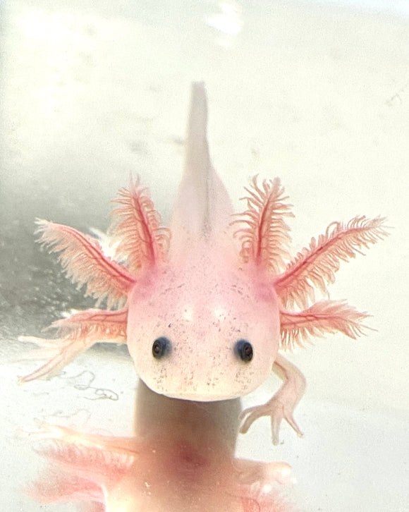 Buy Live Quality Pet Axolotls Online Page 3 Ivysaxolotls