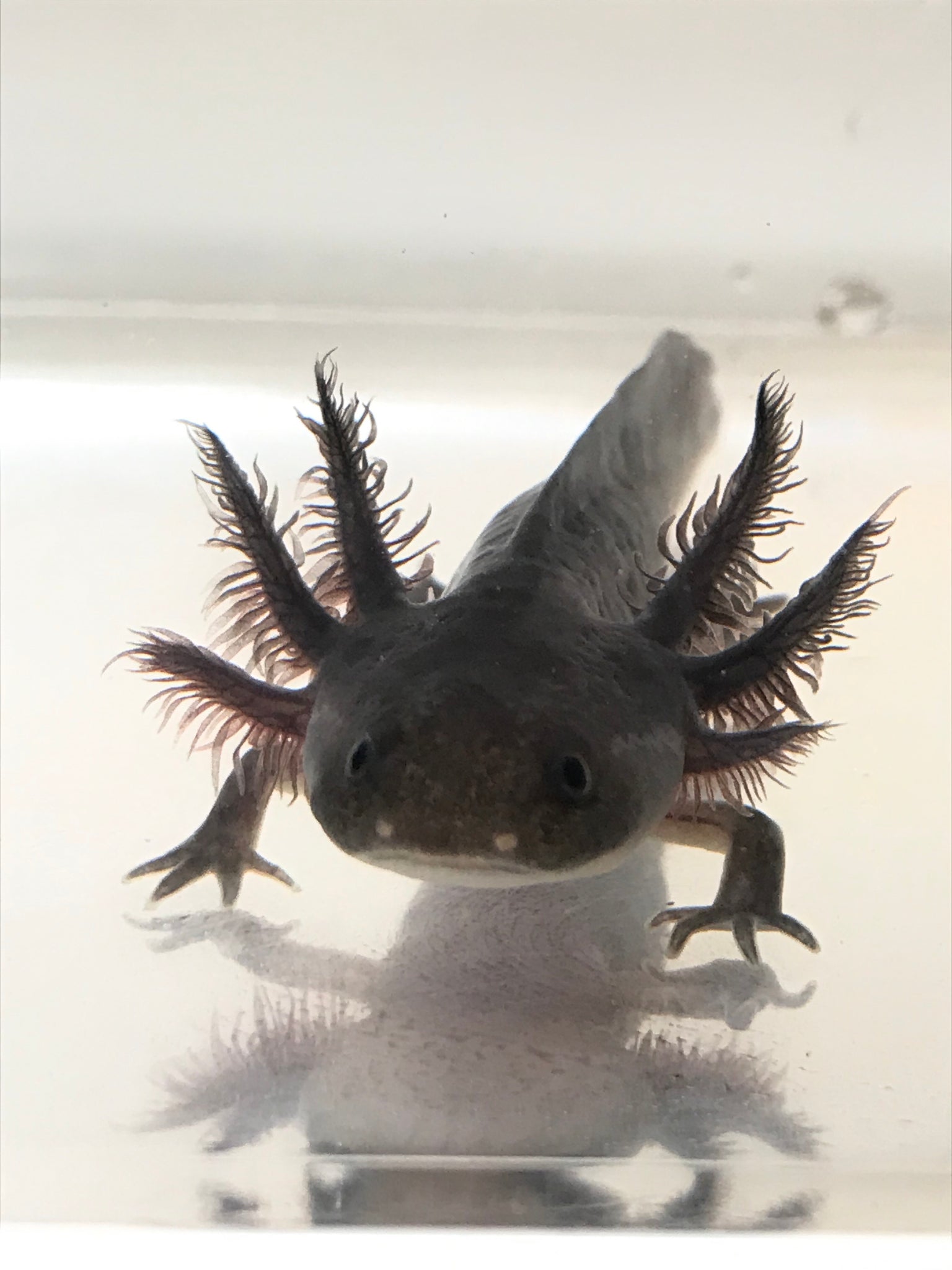 melanoid axolotl colors