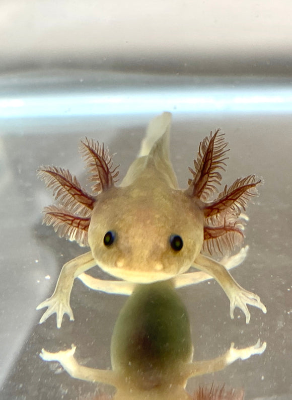 Buy Live Quality Pet Axolotls Online Ivy S Axolotls Quality Pet Axolotls Since 18