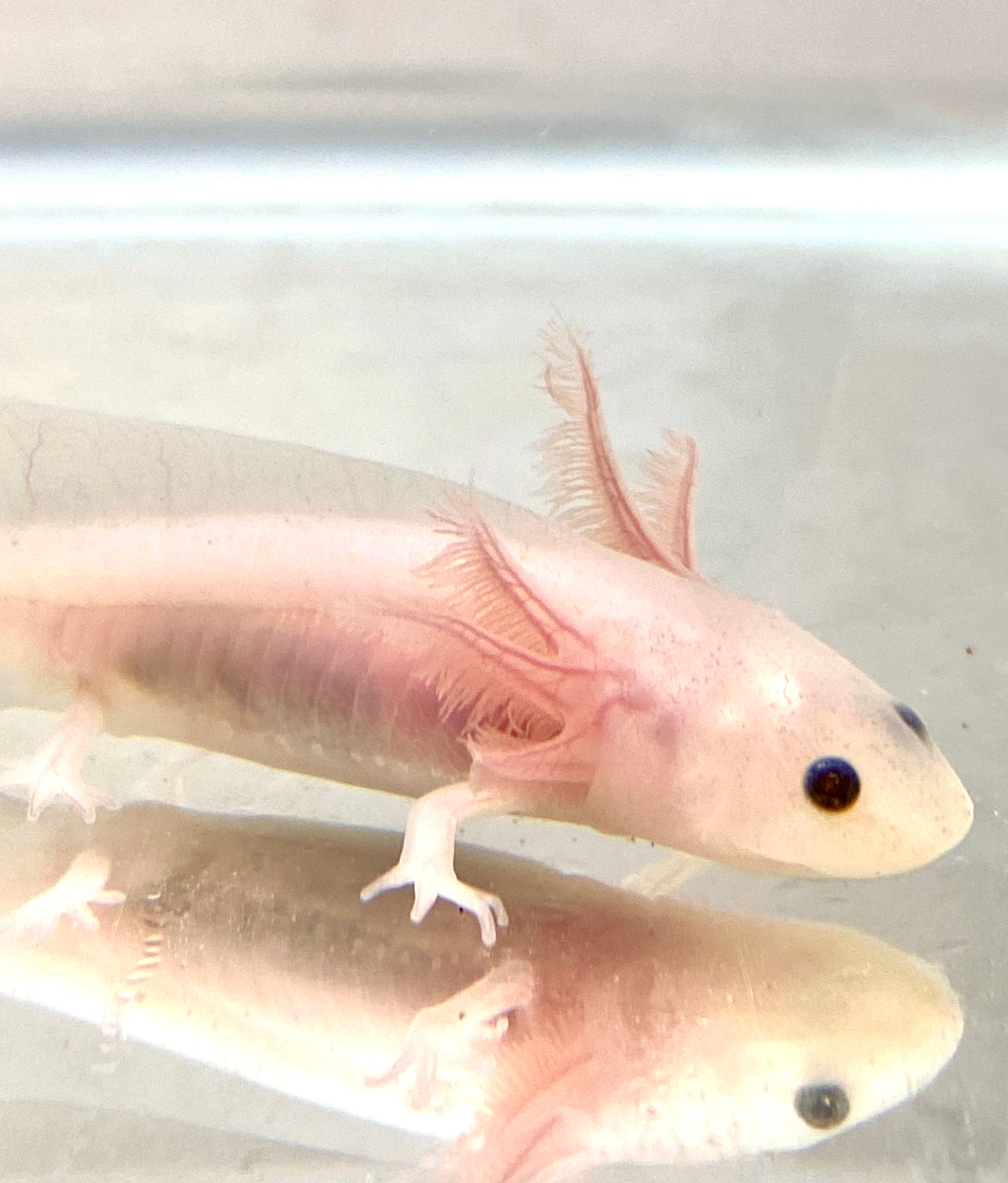 Clean Lucy/Leucistic baby #11