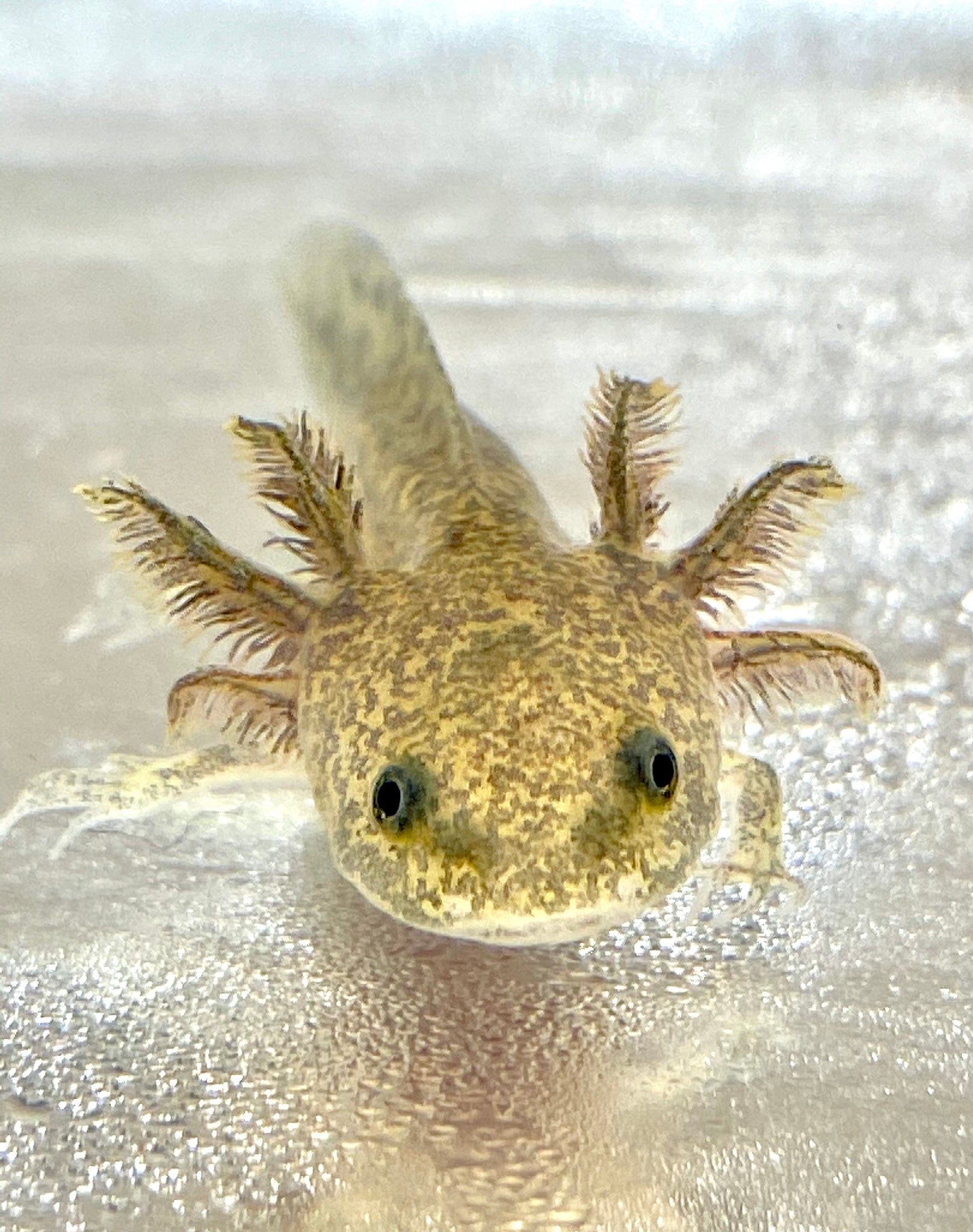 axolotl