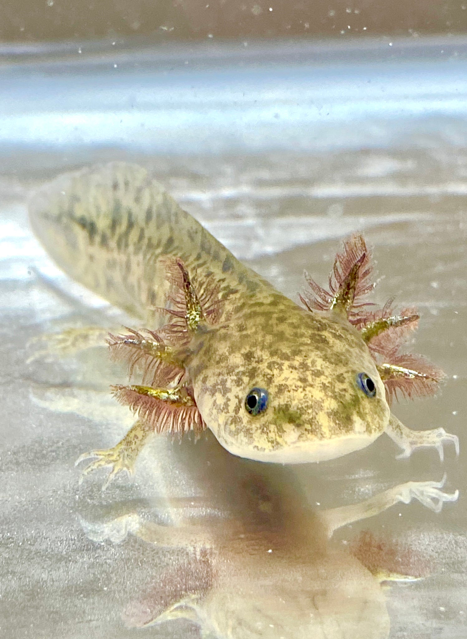 Wild Type Axolotl 1 Ivys Axolotls Quality Pet Axolotls Since 2018