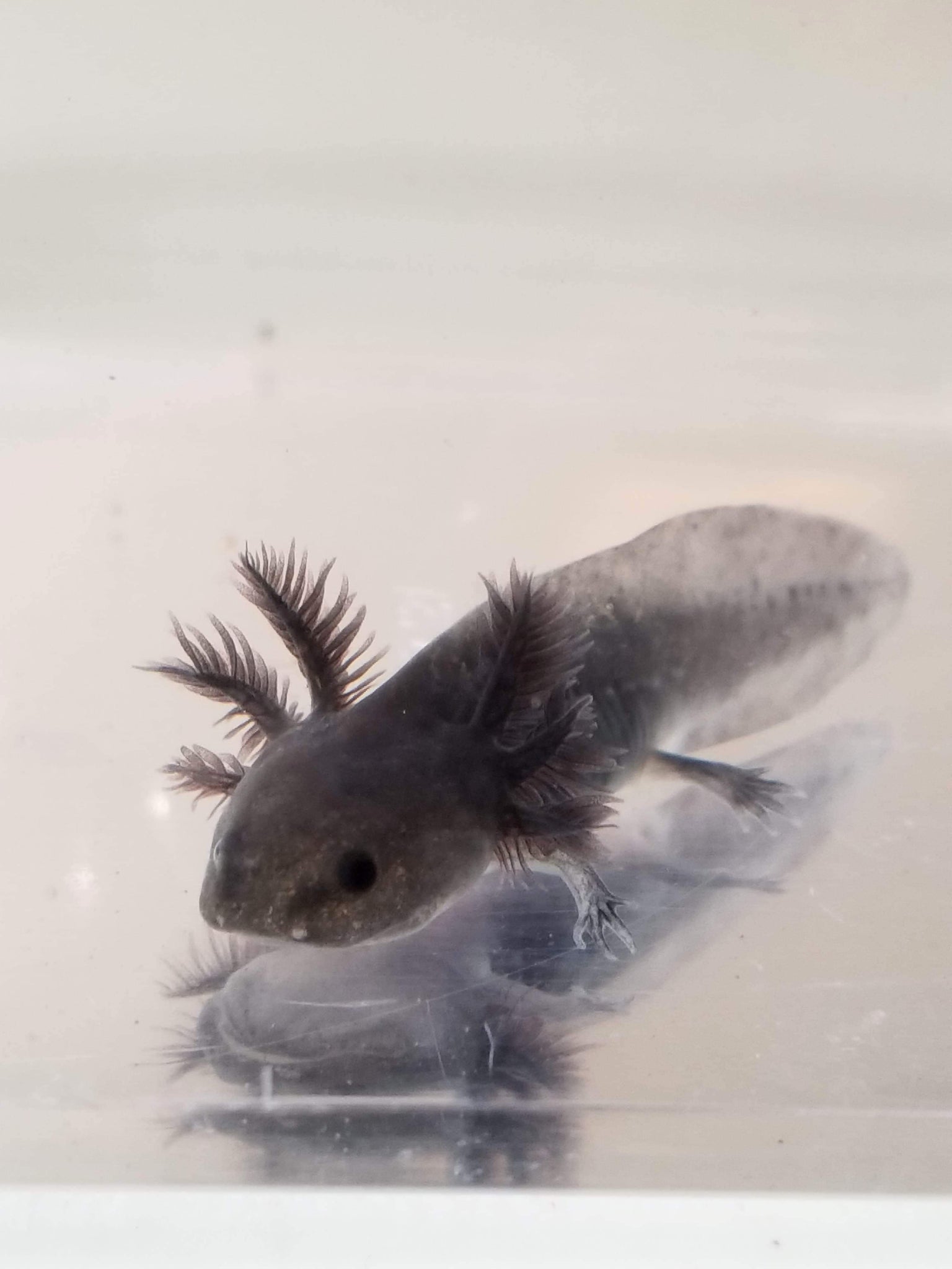 Dark Black Melanoid Axolotl 13 Ivysaxolotls