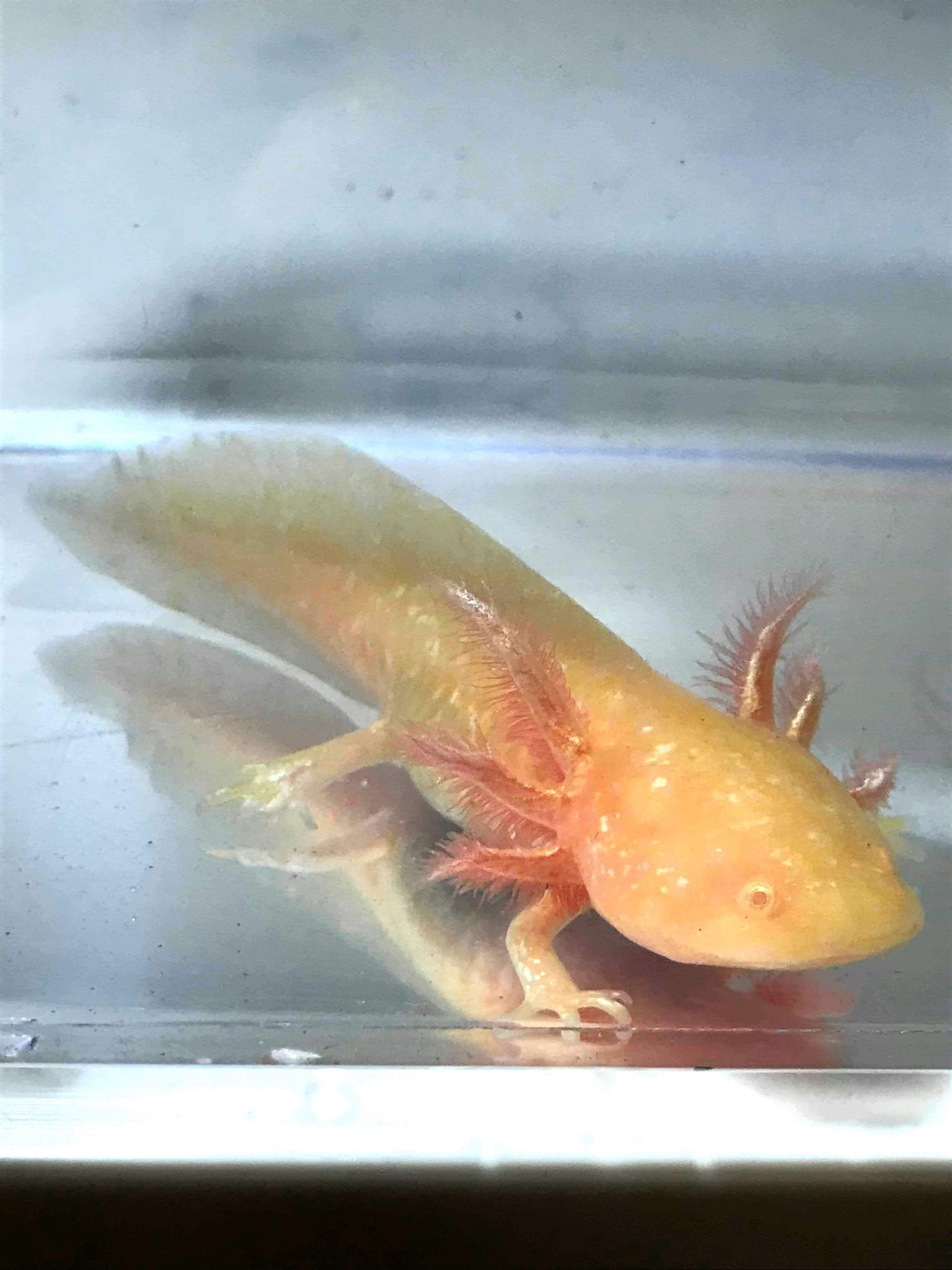 High Iridophore Golden Albino 1 Ivy S Axolotls Quality Pet Axolotls Since 18