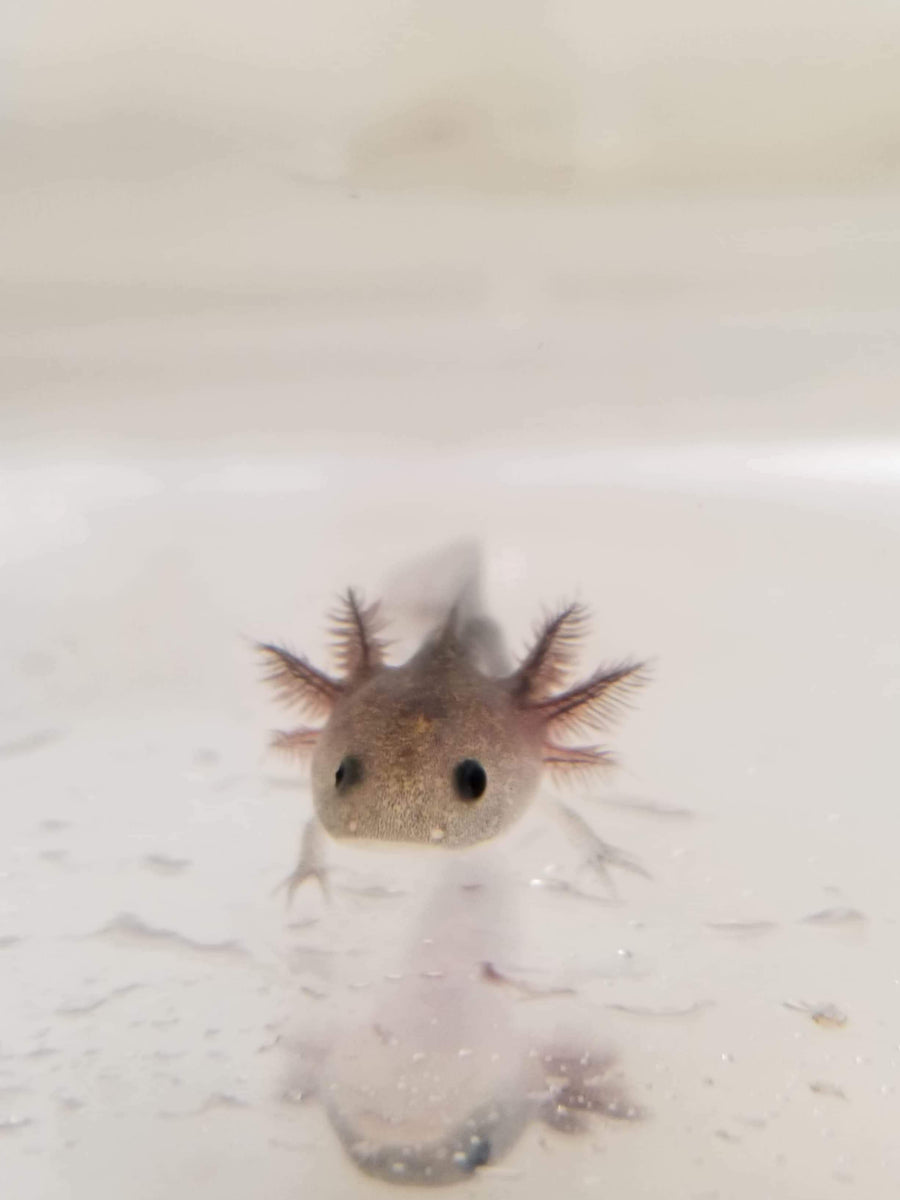 melanoid axolotl colors