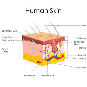 the layers of skin and function