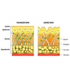 Collagen Regeneration for Smooth Skin