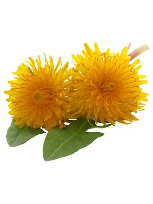 Dandelion for Problematic Skin