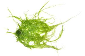 Firming Algae for Wrinkles