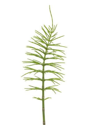 Horsetail