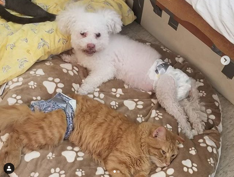 Dharma Rescue Disabled Dog and Cat