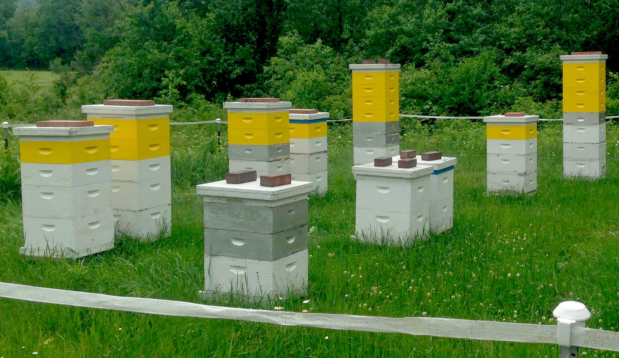 Bee Hives on the Farm