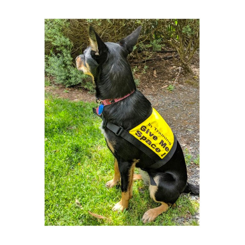 In Training - Service dog Vest - LUVDOGGY