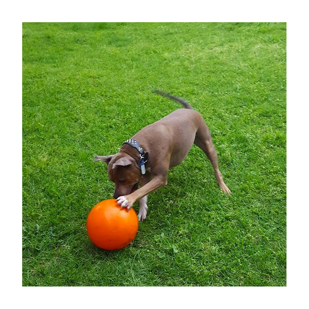 staffy ball