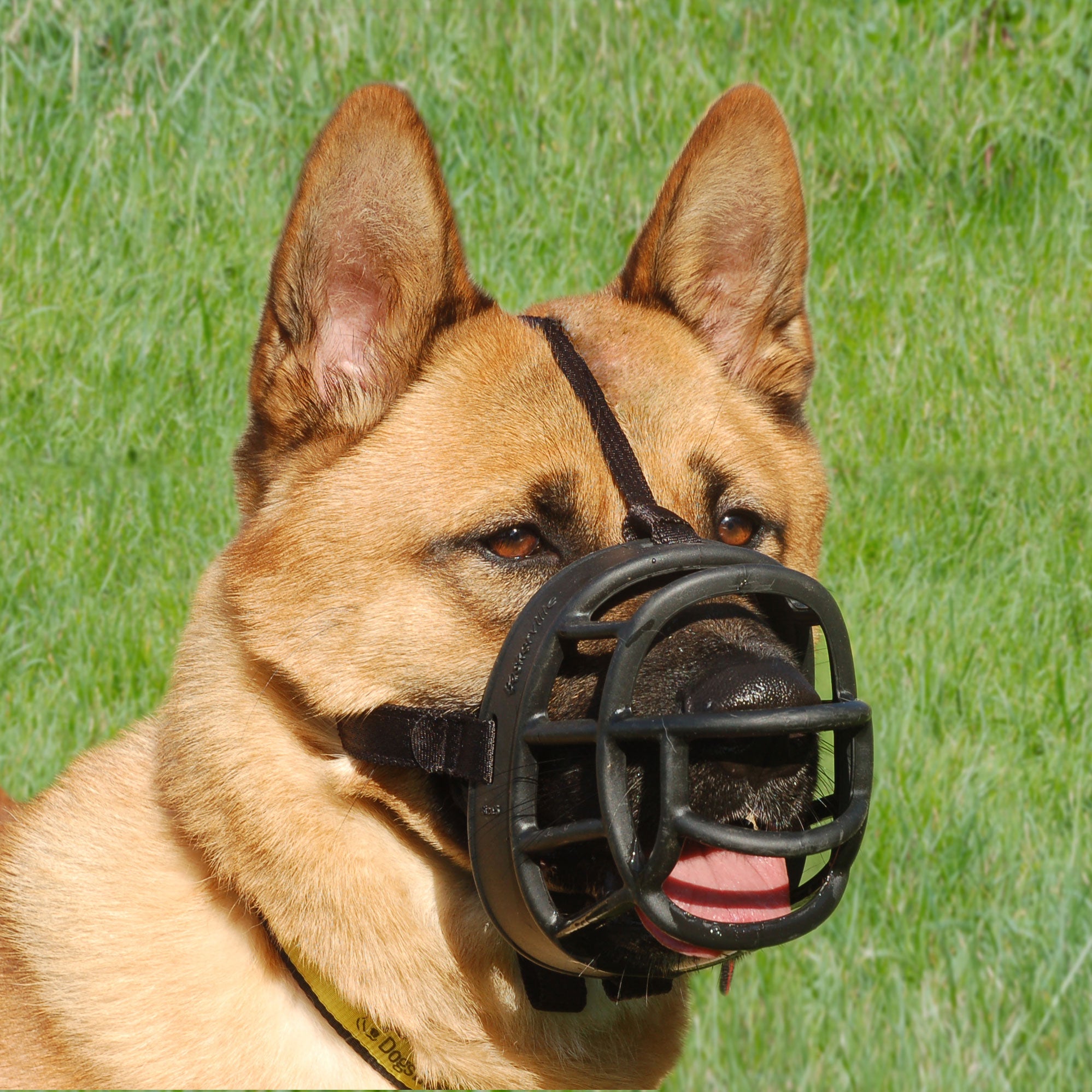 what is a muzzle on a dog