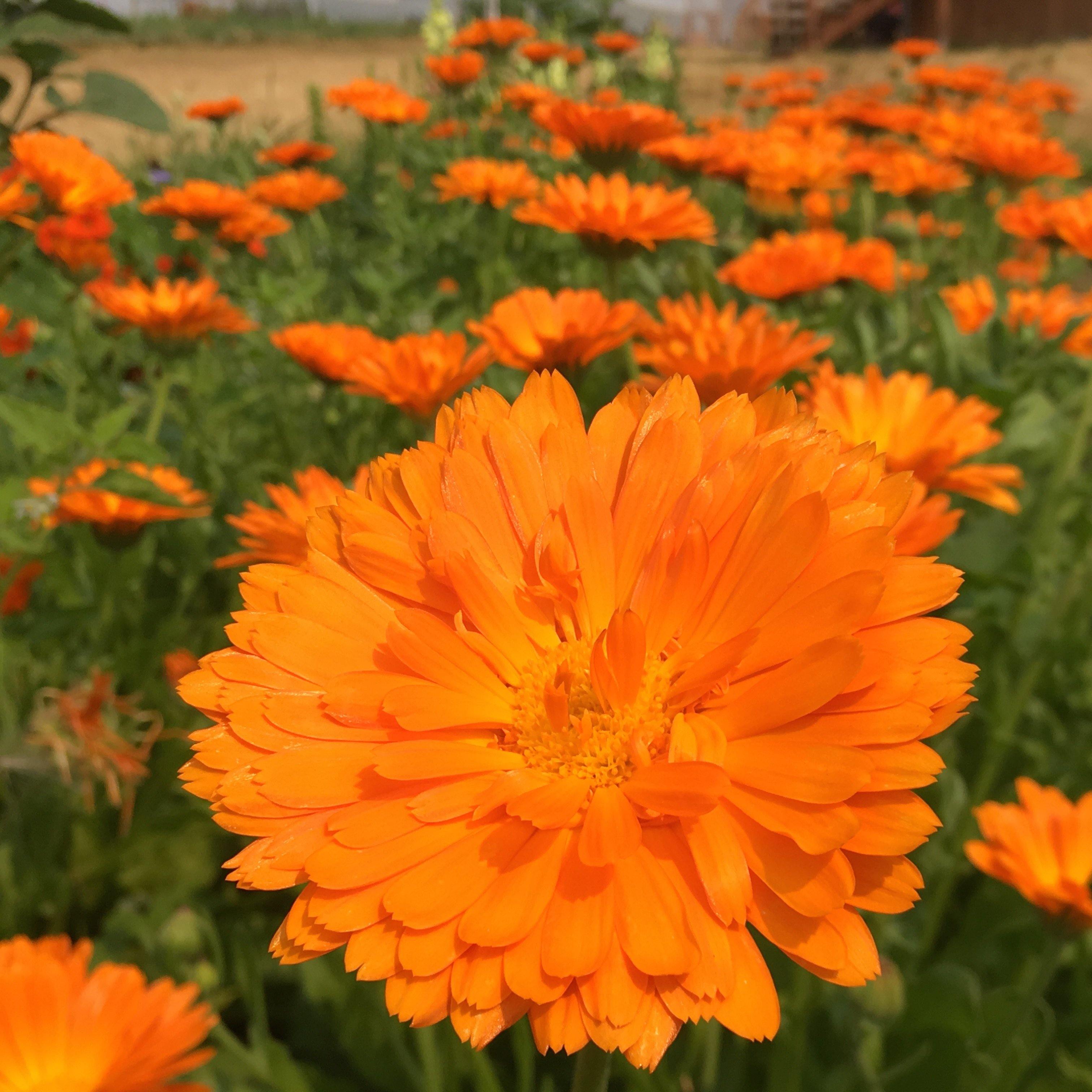 Semilla Orgánica de Calendula Alpha – Semillas Orgánicas ISLA