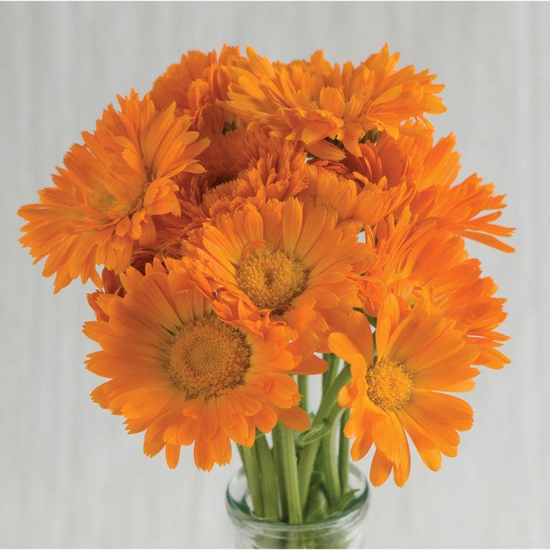 Semilla Orgánica de Calendula Alpha – Semillas Orgánicas ISLA