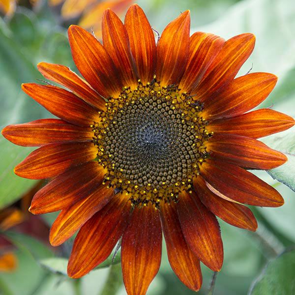 Semilla Orgánica de Girasol Rojo – Semillas Orgánicas ISLA