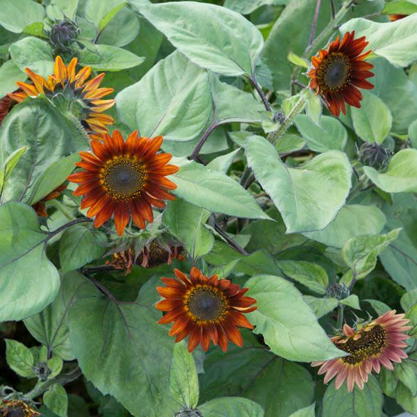 Semilla Orgánica de Girasol Rojo – Semillas Orgánicas ISLA