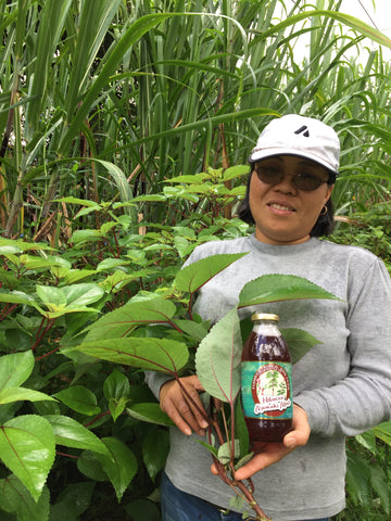 Mamaki Tea Farmer