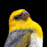 Palila Bird / Native Hawaiian Bird 