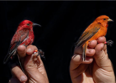 Apapane bird / Hawaiian Akepa / Native Hawaiian Birds