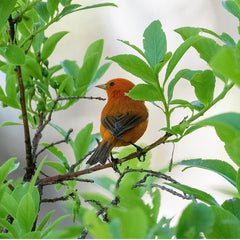 Hawaiian Akepa / Akepa bird / Native Hawaiian bird