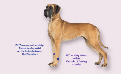 acupressure graph for dog nausea and anxiety relief