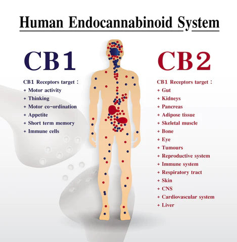 CB1 and CB2 receptors in our body