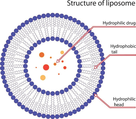 structure of liposome