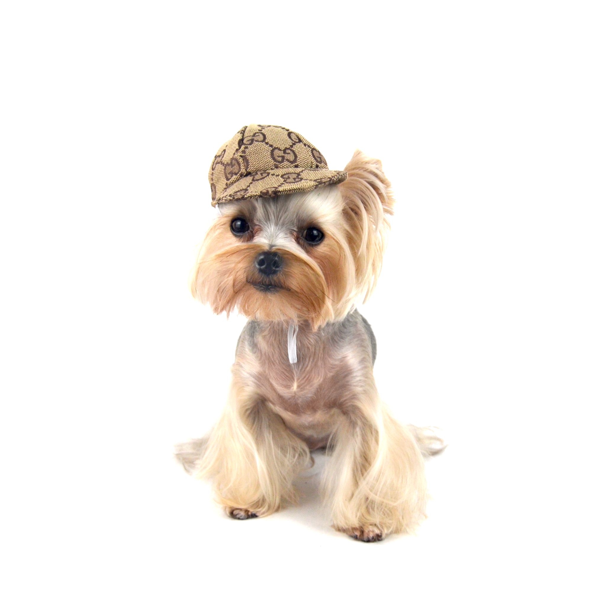 gucci dog hat