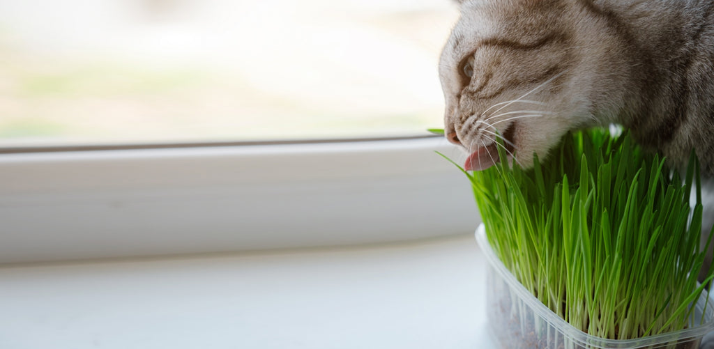 Cat eating grass