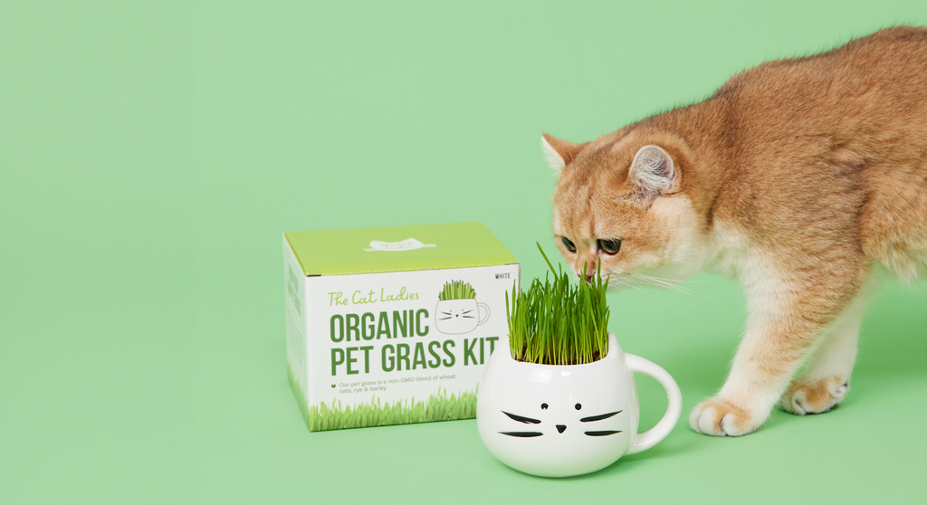 Cat Grass