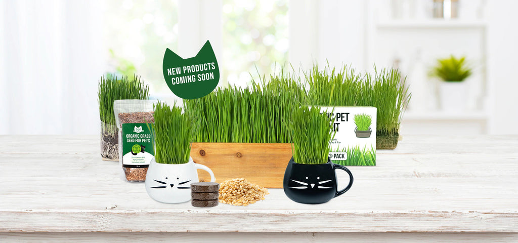 Cat grass products