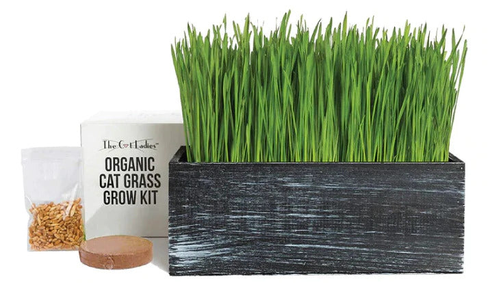 Cat Grass